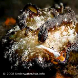 Nudibranch